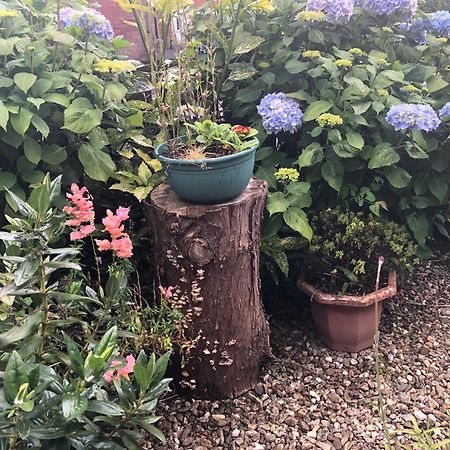 Ponderosea Cottage Free Gated Parking M1 & City Location, Wood Stove Lisburn Exteriör bild